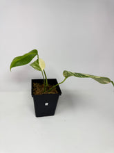 Load image into Gallery viewer, Monstera Deliciosa Aurea Variegated C
