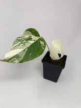 Load image into Gallery viewer, Monstera Deliciosa Albo Variegated H