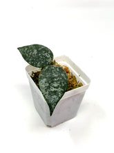 Load image into Gallery viewer, Hoya Caudata Silver Ghost