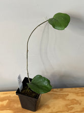Load image into Gallery viewer, 111. Hoya Lambii