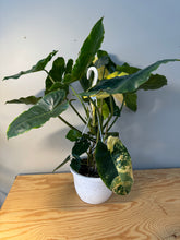 Load image into Gallery viewer, 301. Philodendron Burle Marx Variegated (10” pot)