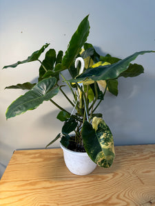 301. Philodendron Burle Marx Variegated (10” pot)