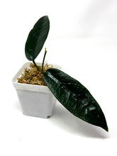Load image into Gallery viewer, Hoya Onychoides