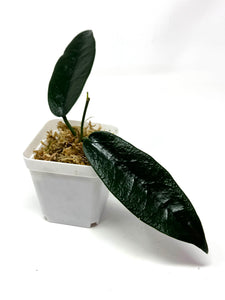 Hoya Onychoides