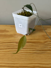 Load image into Gallery viewer, 65. Hoya Exilis