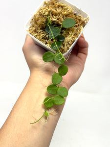 Hoya Serpens