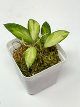 Load image into Gallery viewer, Hoya Walliniana Variegated
