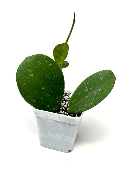 Hoya Obovata