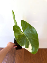 Load image into Gallery viewer, Alocasia Maccrorhiza Variegated A