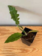 Load image into Gallery viewer, 275. Philodendron Ring of Fire
