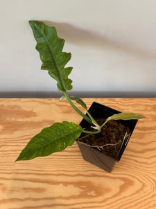 275. Philodendron Ring of Fire