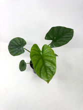 Load image into Gallery viewer, Alocasia Lukiwan
