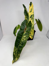 Load image into Gallery viewer, Philodendron Billietiae Variegated C