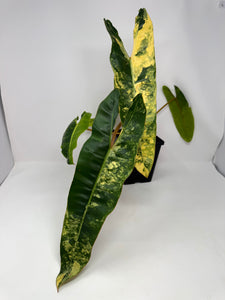 Philodendron Billietiae Variegated C