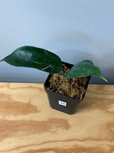 Load image into Gallery viewer, 64. Hoya Latifolia ‘Bai Bua’