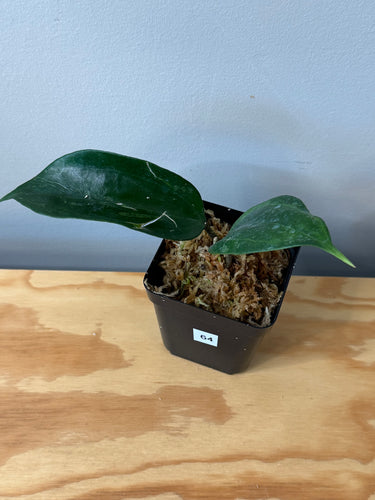64. Hoya Latifolia ‘Bai Bua’