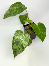 Load image into Gallery viewer, Philodendron Giganteum Variegated ‘Blizzard’