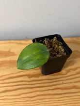Load image into Gallery viewer, 10. Hoya Clandestina