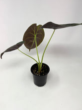 Load image into Gallery viewer, Alocasia ‘Golden Bone’