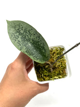 Load image into Gallery viewer, Hoya Glabra Silver E