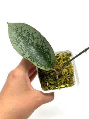Hoya Glabra Silver E