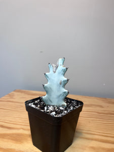 61. Euphorbia Lactea 'White Ghost'