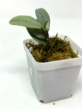 Load image into Gallery viewer, Hoya Wilbur Graves Silver D