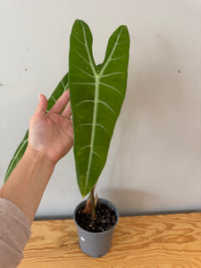 22. Alocasia Longiloba (large plant)
