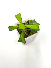 Load image into Gallery viewer, Hoya Manipurensis Variegated B