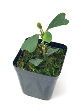 Hoya Manipurensis