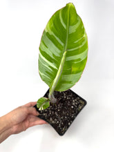 Load image into Gallery viewer, Musa Ae Ae Variegated Banana Tree (Ships within Canada only)