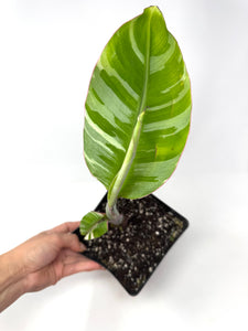Musa Ae Ae Variegated Banana Tree (Ships within Canada only)