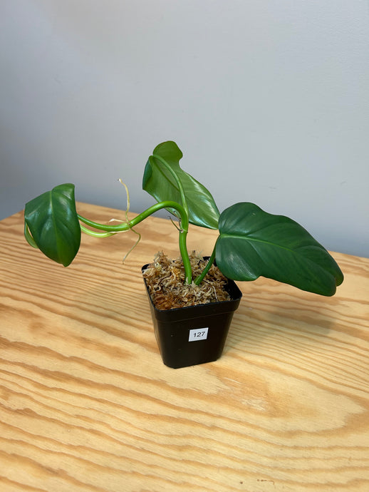 127. Philodendron Bipennifolium ‘Violin’