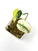 Load image into Gallery viewer, Scindapsus Mayari Variegated E