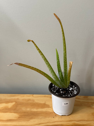 126. Aloe Vera (ships within Canada only)