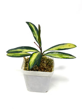 Load image into Gallery viewer, Hoya Kentiana Variegated