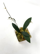 Load image into Gallery viewer, Hoya Dragon Wing (GPS7240 Hybrid)