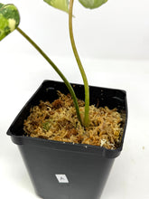 Load image into Gallery viewer, Philodendron Gloriosum Variegated A