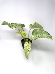 Philodendron Giganteum Blizzard