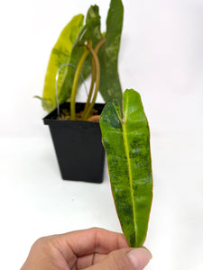 Philodendron Billietiae Variegated B