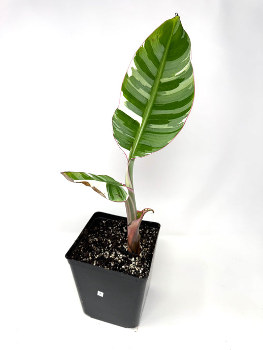 Musa Ae Ae Variegated Banana Tree (Ships within Canada only) A