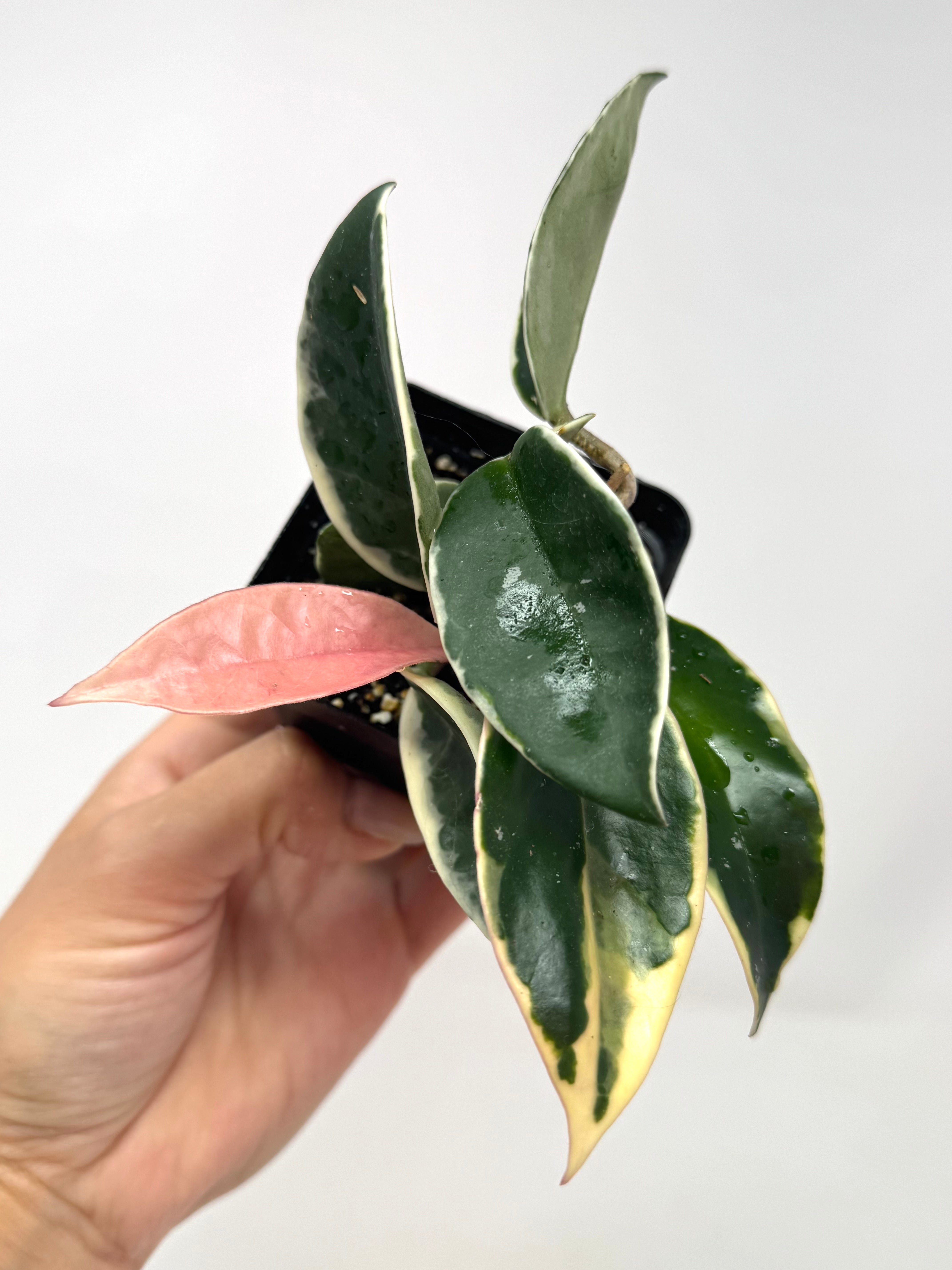 Hoya Carnosa Krimson Queen|Indoor Plant - Hoya Offer – Planthaven
