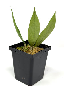 Hoya Germany Silver F
