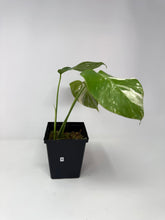 Load image into Gallery viewer, Monstera Deliciosa Albo Variegated M