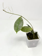 Load image into Gallery viewer, Hoya Mitrata Silver A