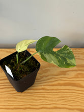 Load image into Gallery viewer, 173. Rhaphidophora Tetrasperma Variegated