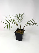Load image into Gallery viewer, Philodendron Tortum