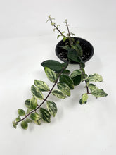 Load image into Gallery viewer, Aeschynanthus Radicans Variegated