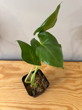 Load image into Gallery viewer, 139. Alocasia Maccrorhiza