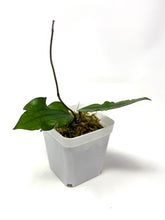 Load image into Gallery viewer, Hoya Erythrina